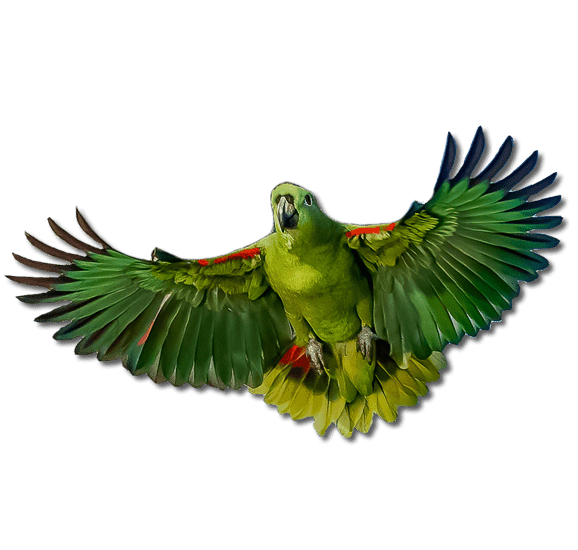 Amazon Parrot