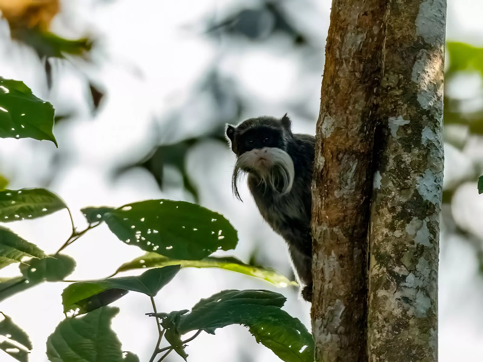 Emperor Tamarin