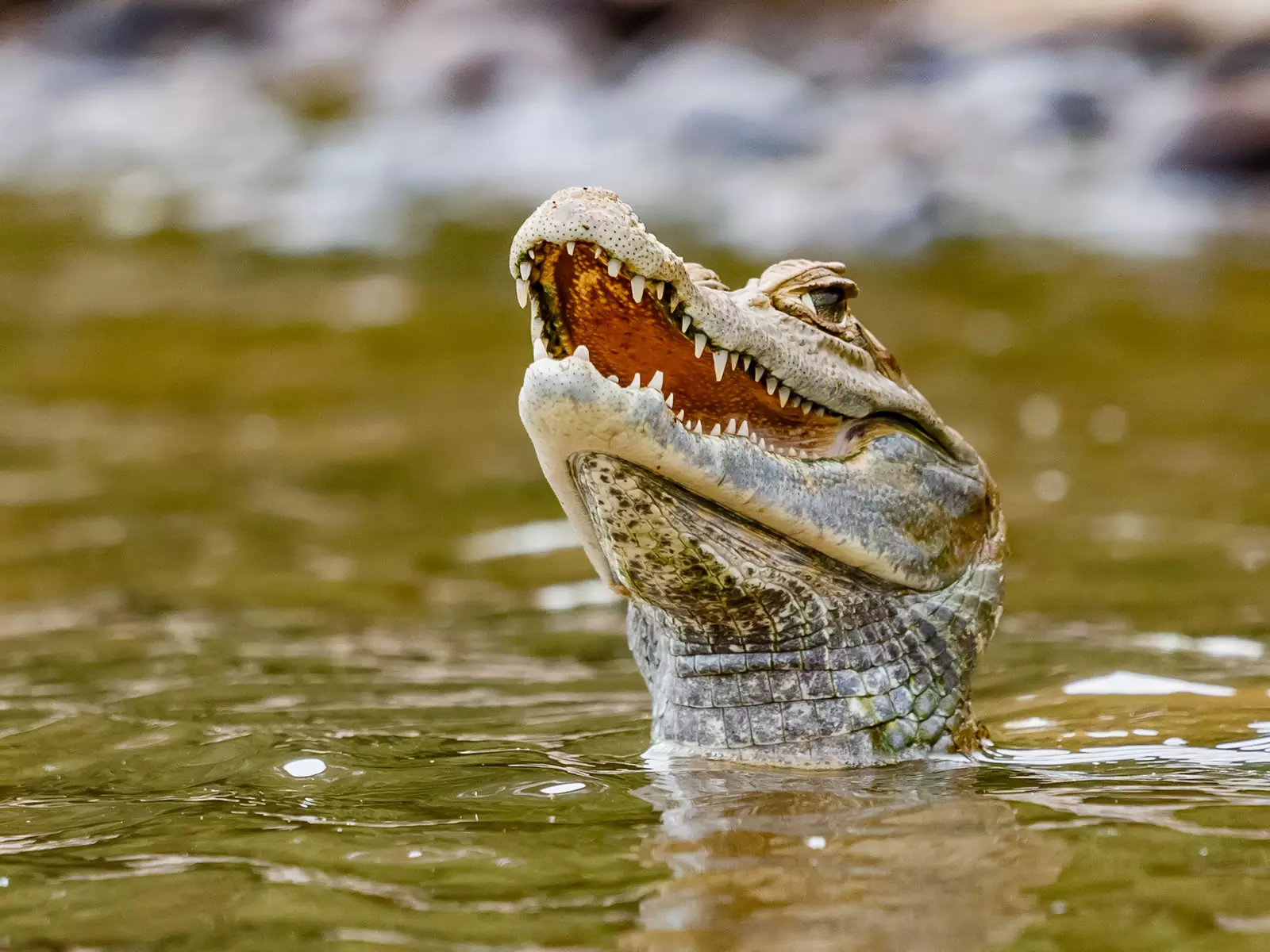 Spectacled caiman