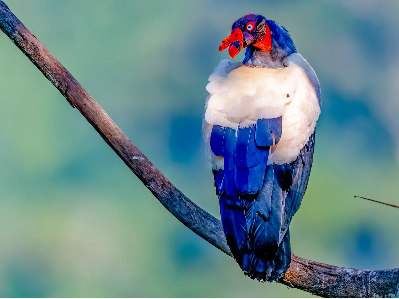 King Vulture