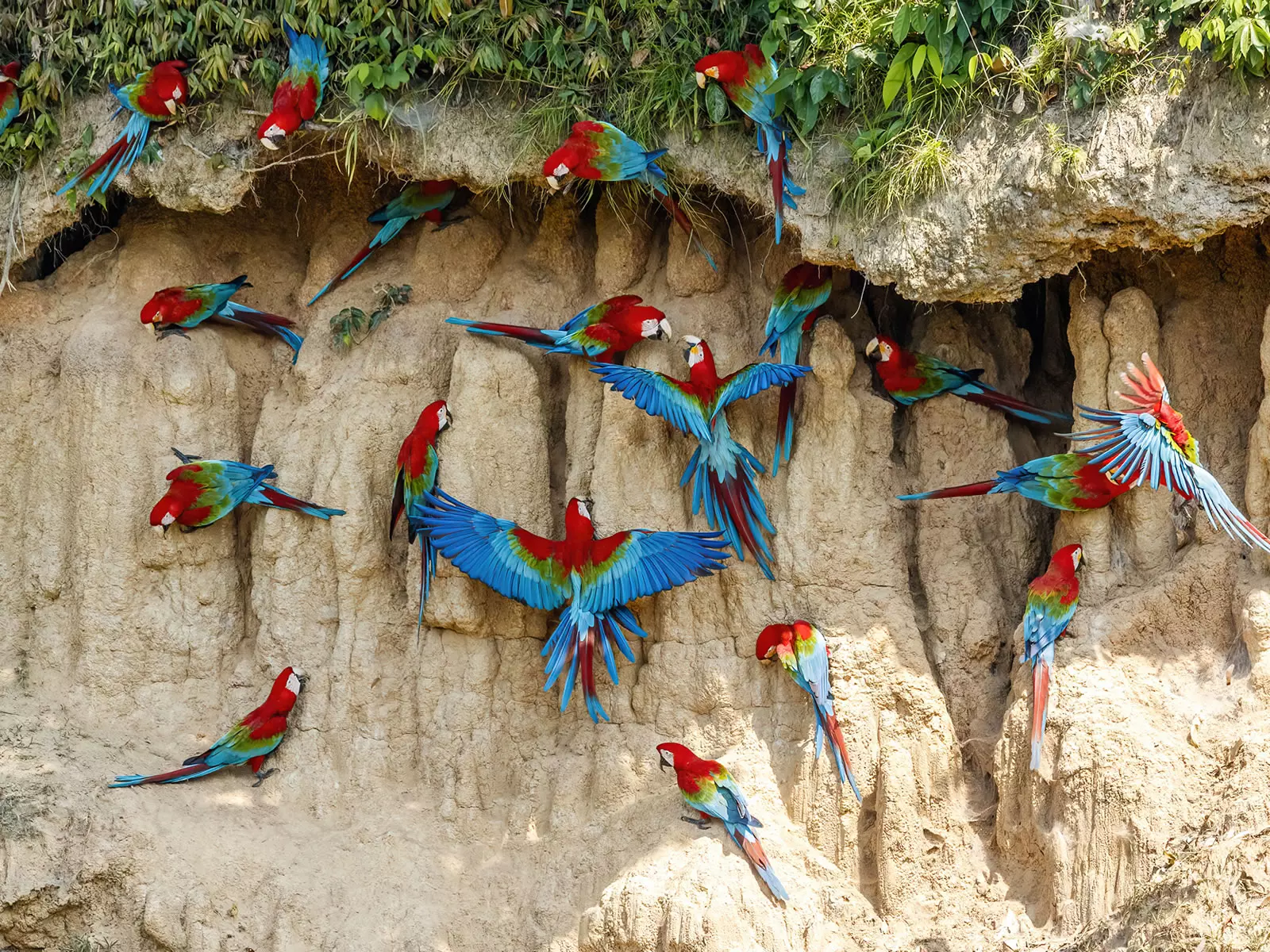 Macaw  Clay Lick