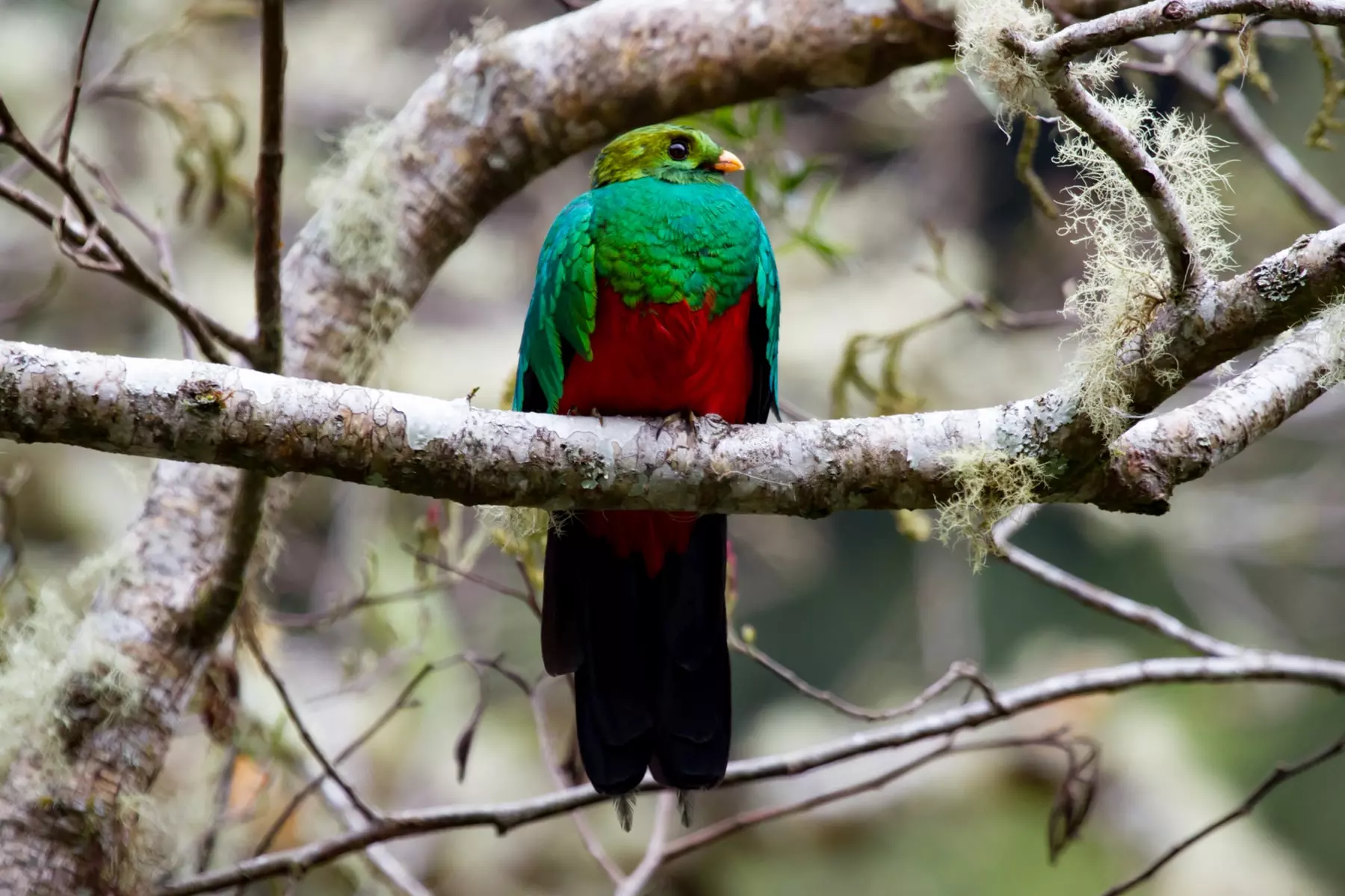 Golden-headed quetzal