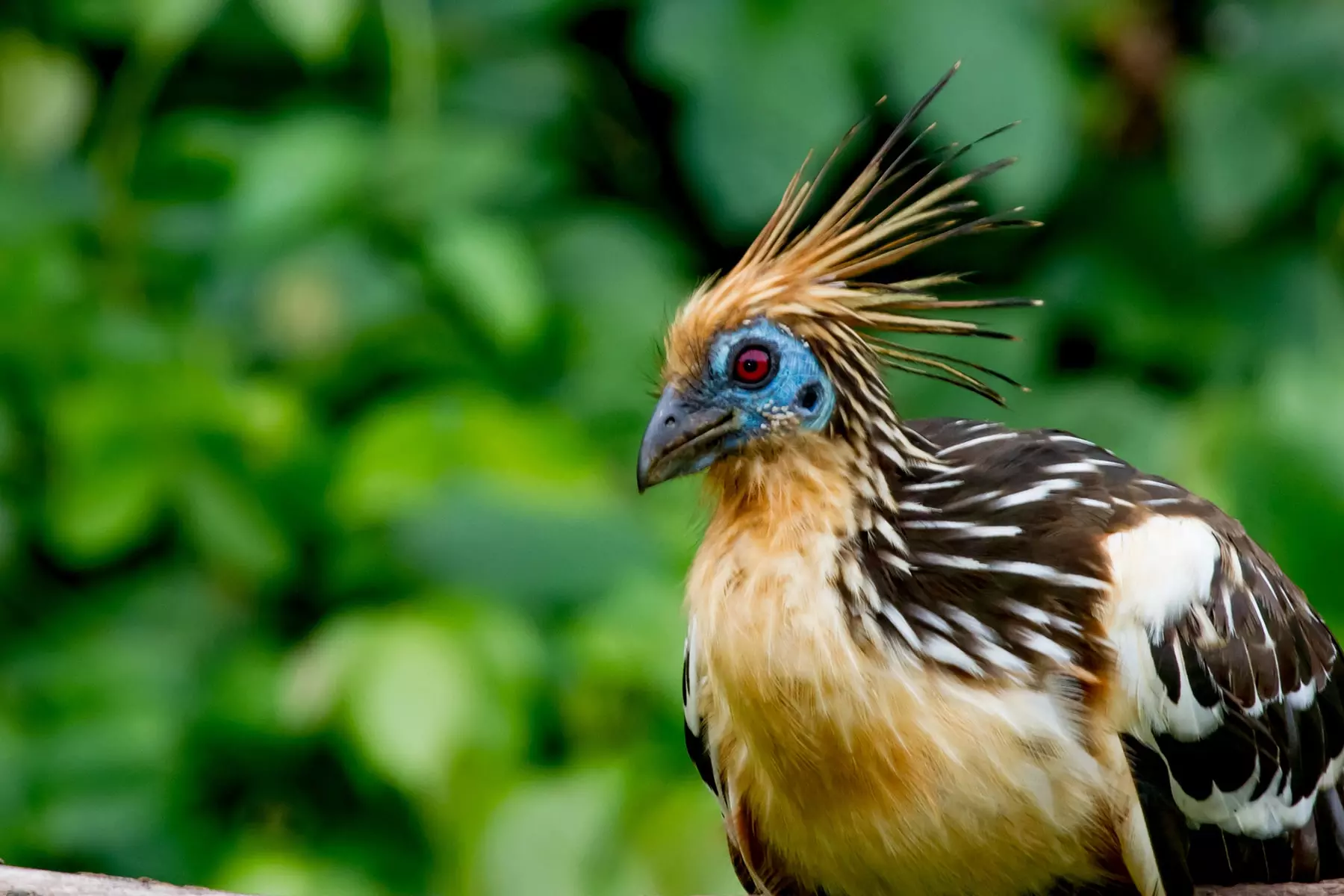 Hoatzin