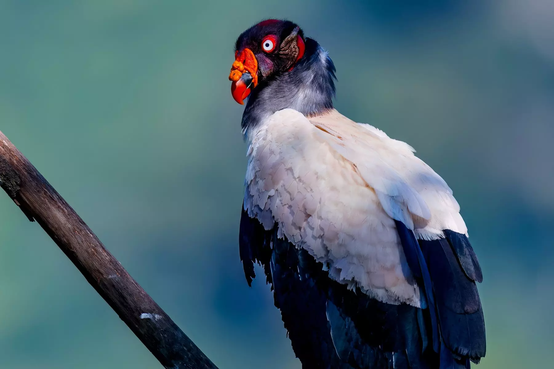 King vulture