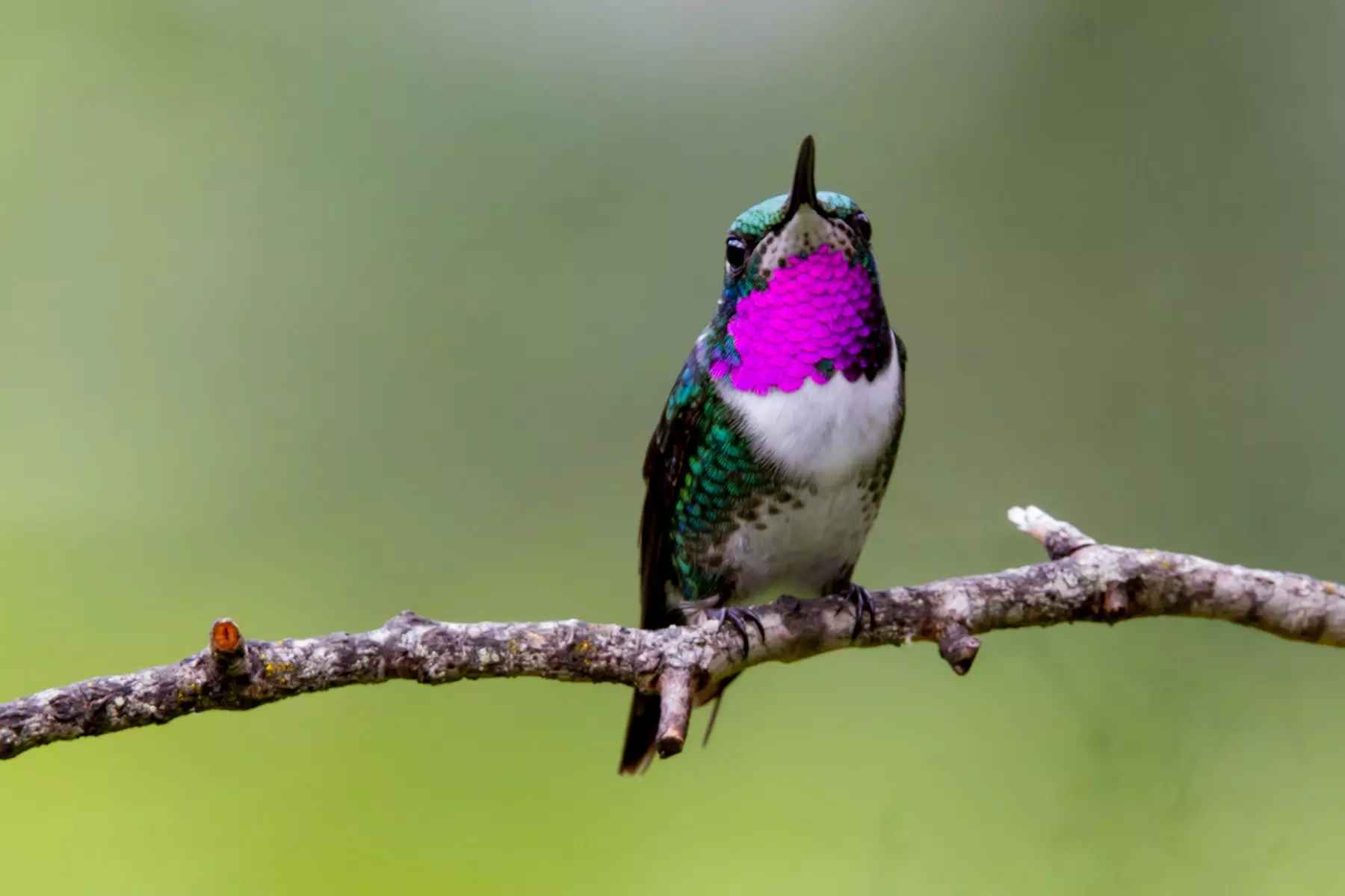 White-bellied woodstar