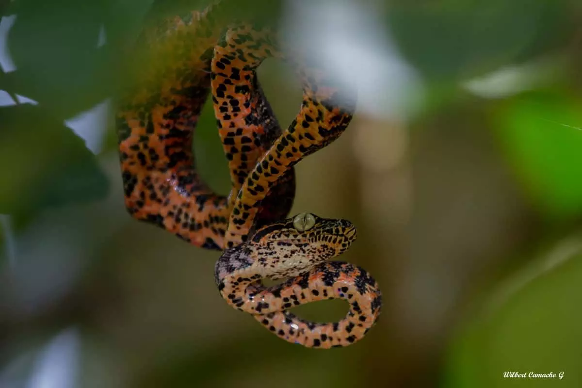 Amazon Tree Boa