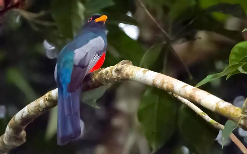 Black-tailed trogon