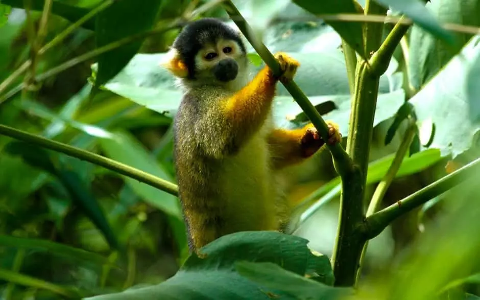 Common squirrel monkey