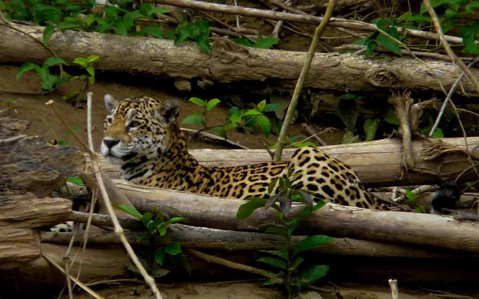 Jaguar in Manu