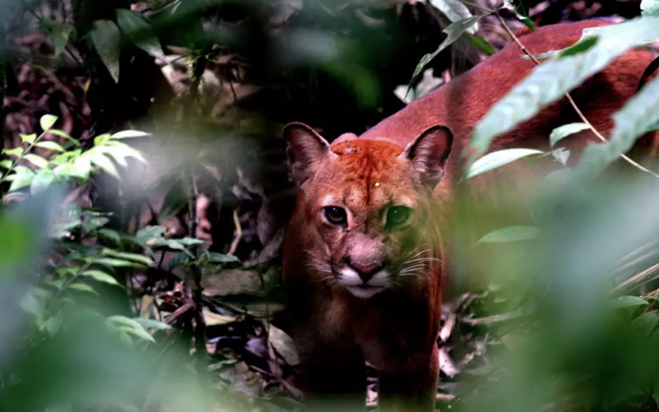 Puma or Mountain Lion