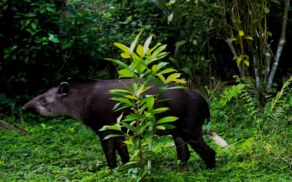 Tapir