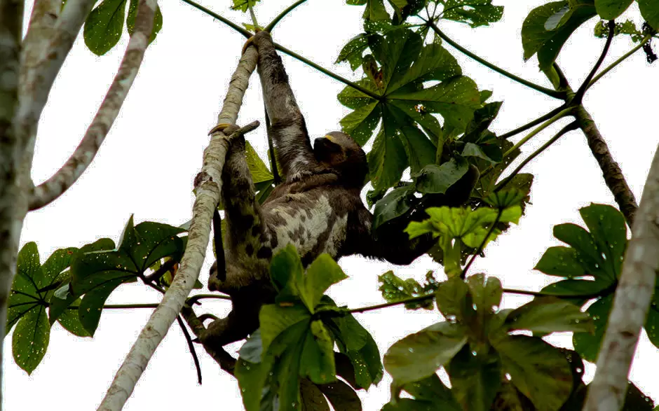 three-toed sloth