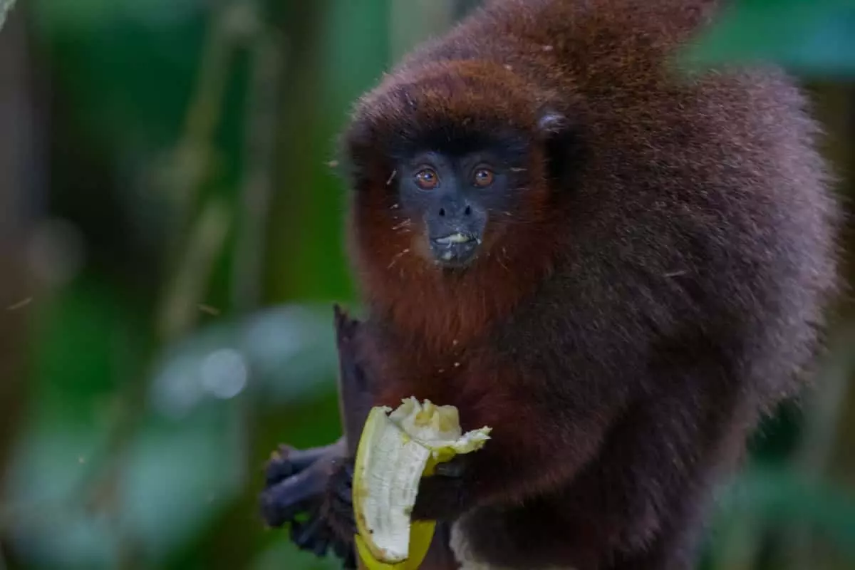 Dusky titi-monkey