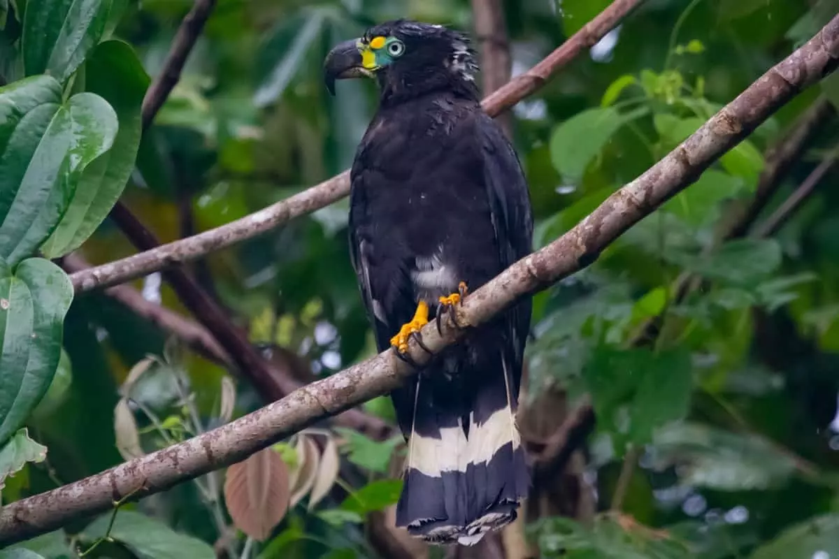 Hook-billed kite