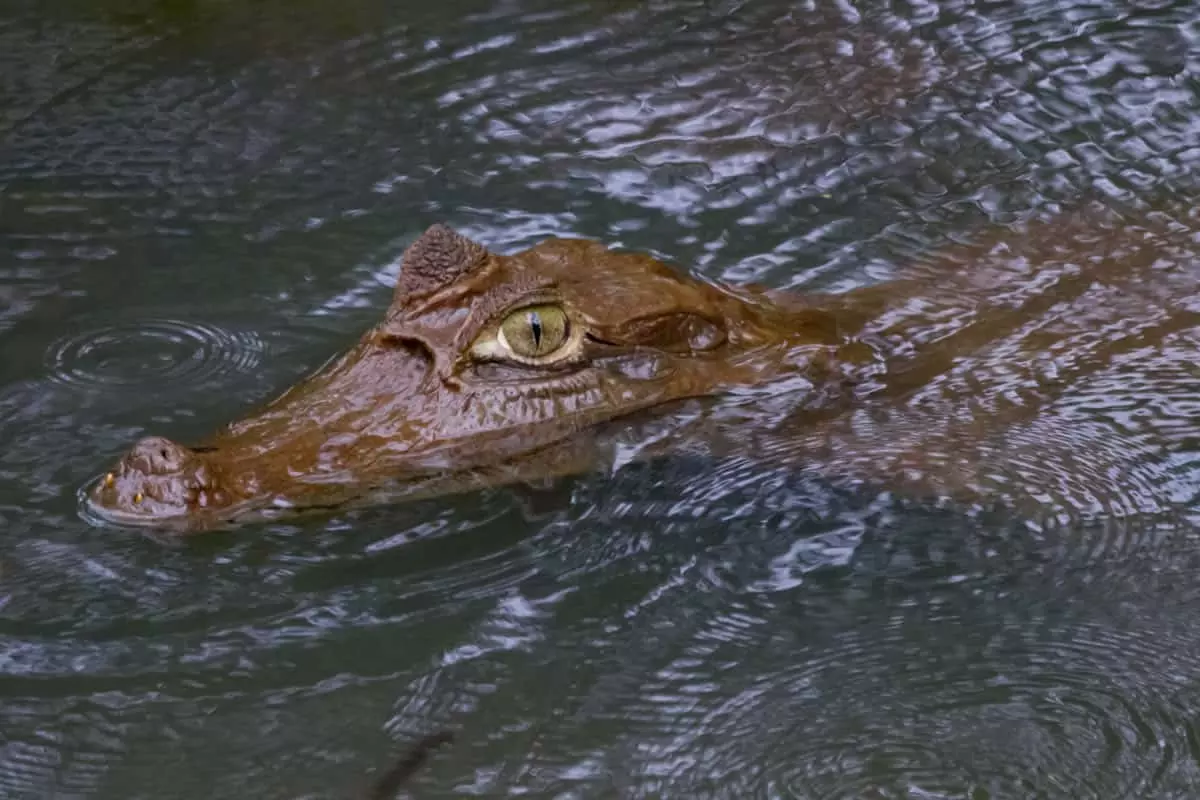 Smooth-fronted caiman