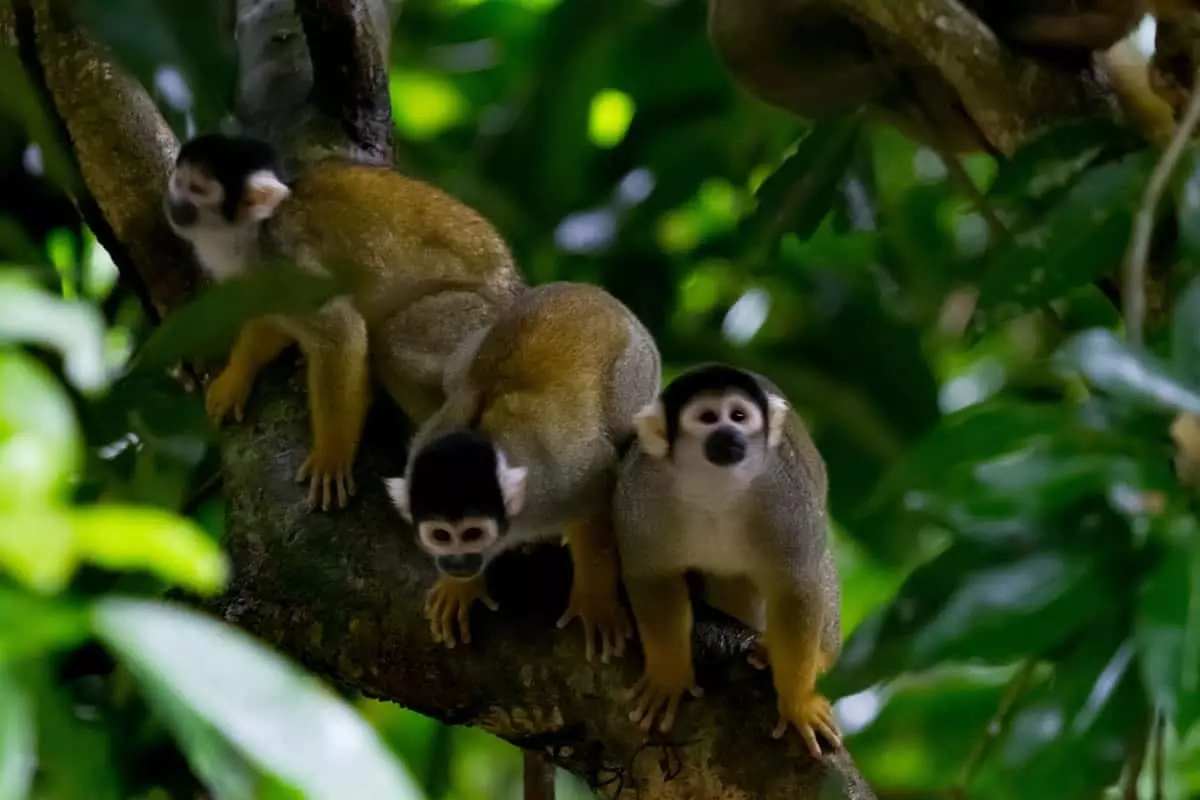 Black Capped Squirrel Monkey