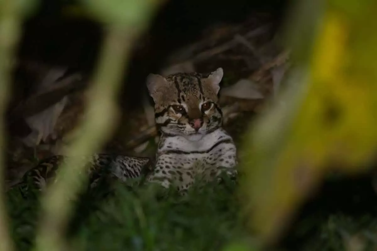 Ocelot