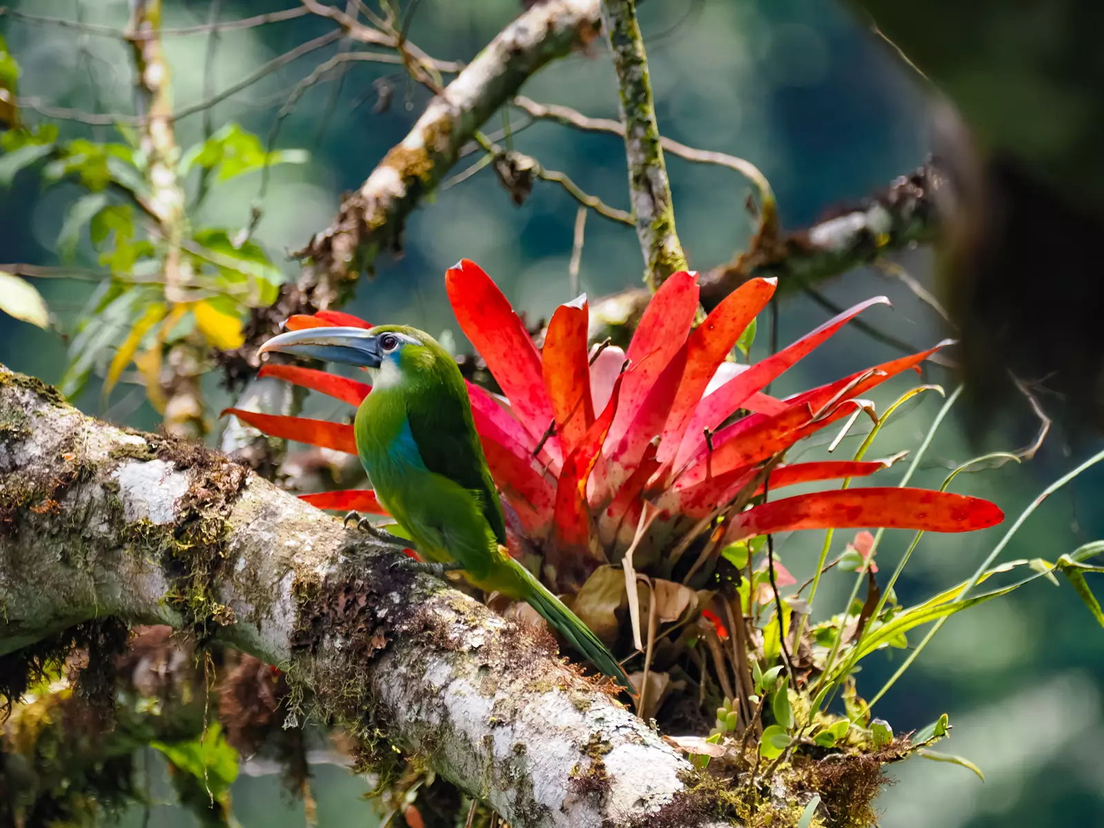 Blue-banded toucanet