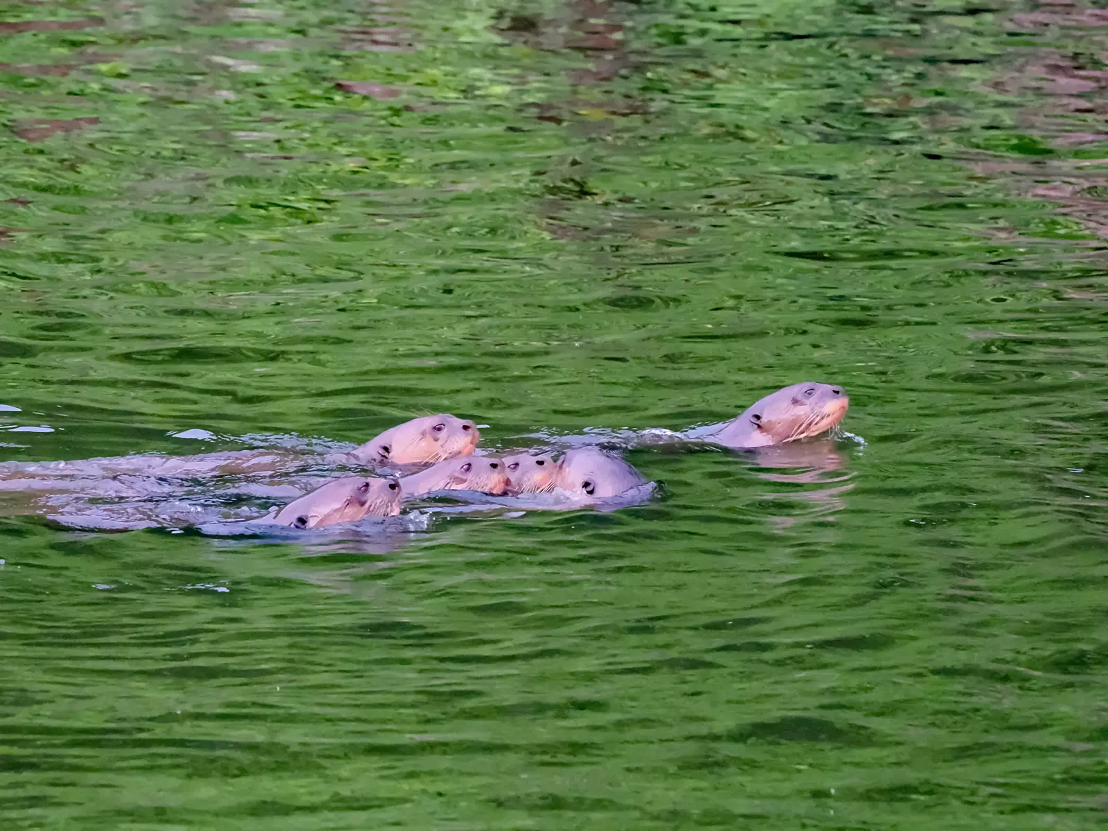 Giant otters