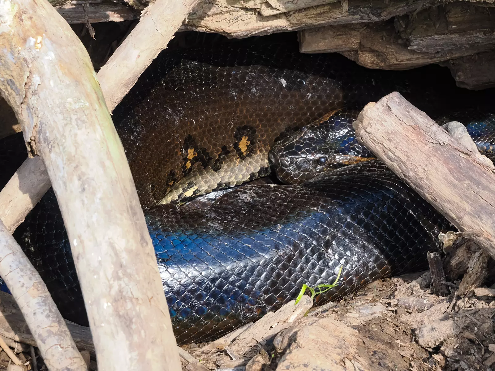 Green anaconda