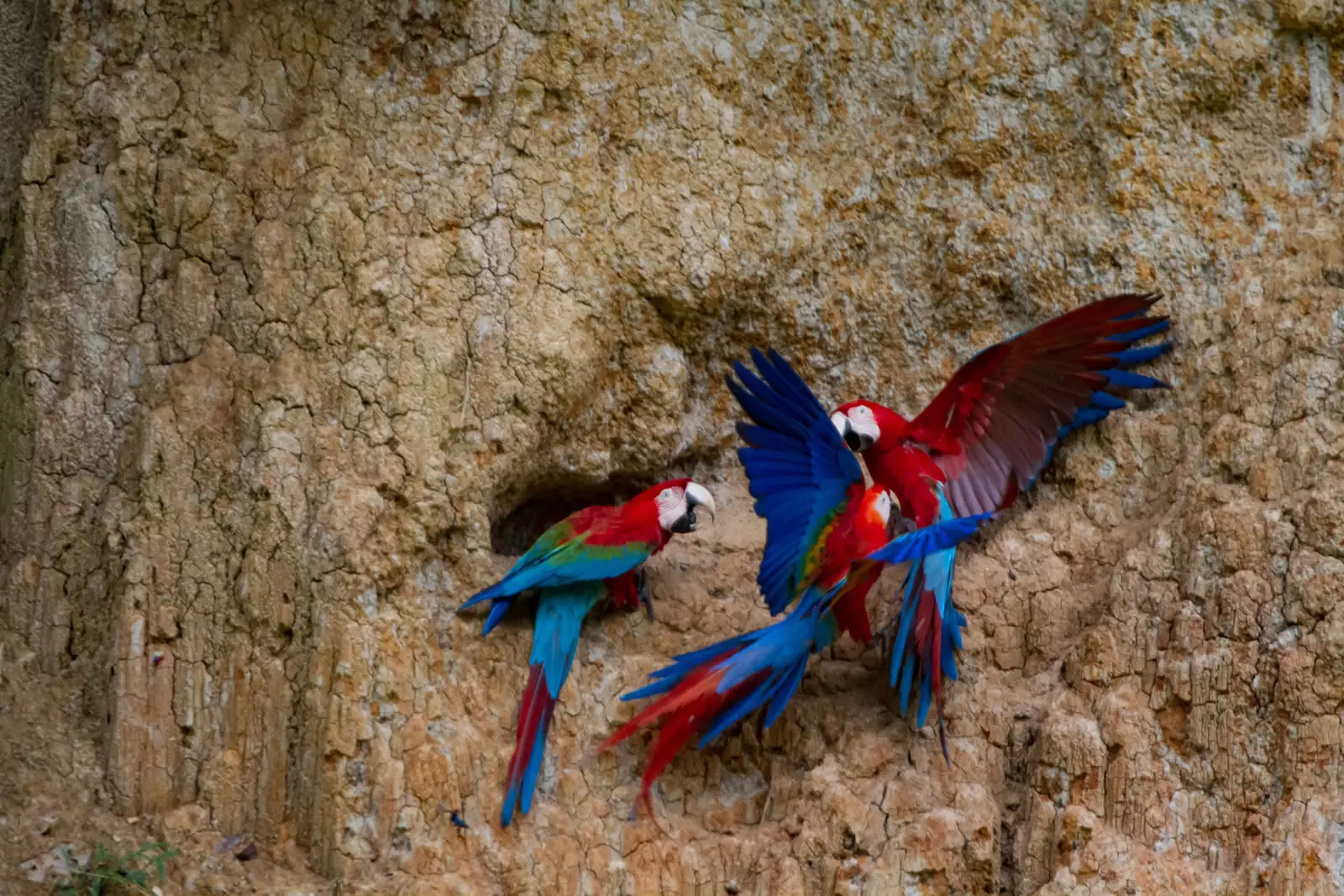 Macaws at lay lick