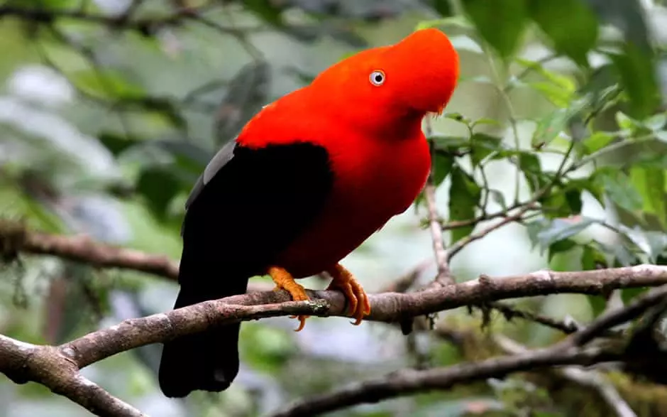 Andean cock-of-the-rock