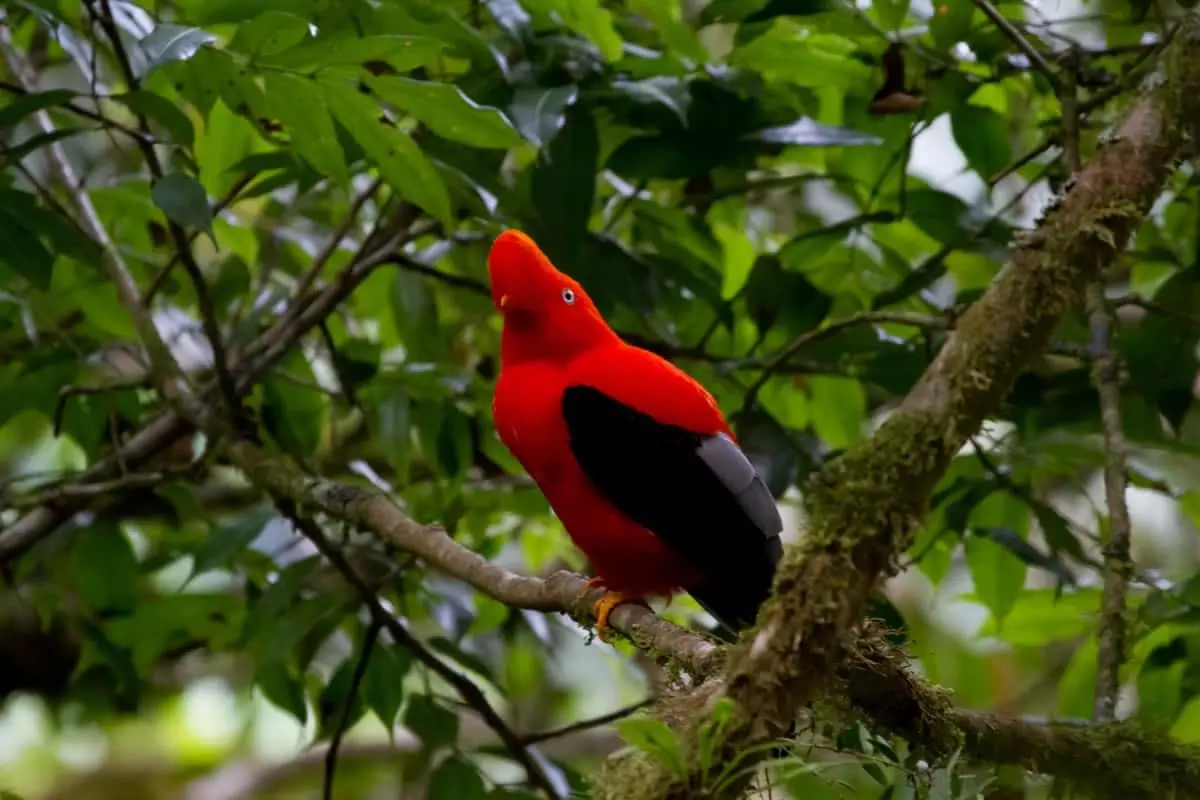 Andean cock-of-the-rock