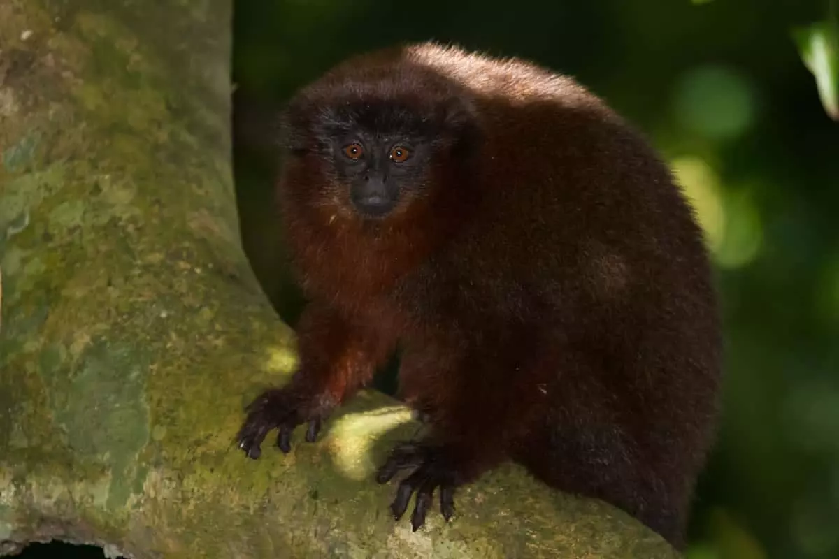 Dusky-Titi Monkey