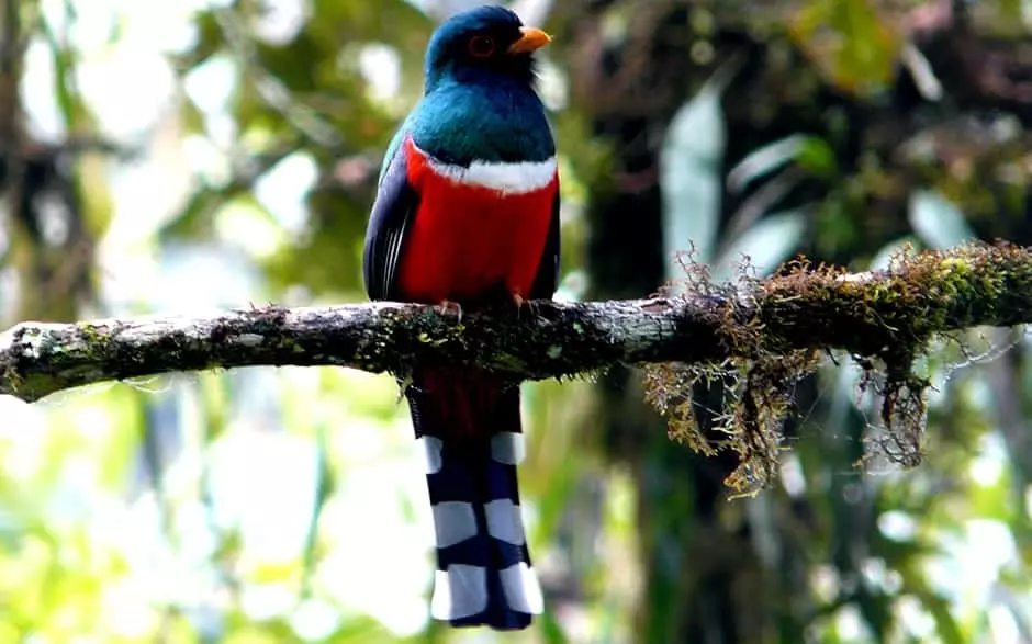 Masked Trogon