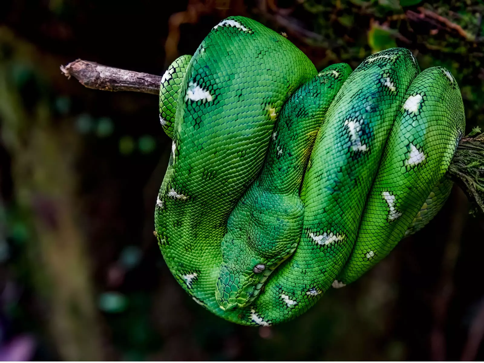 Emerald tree boa