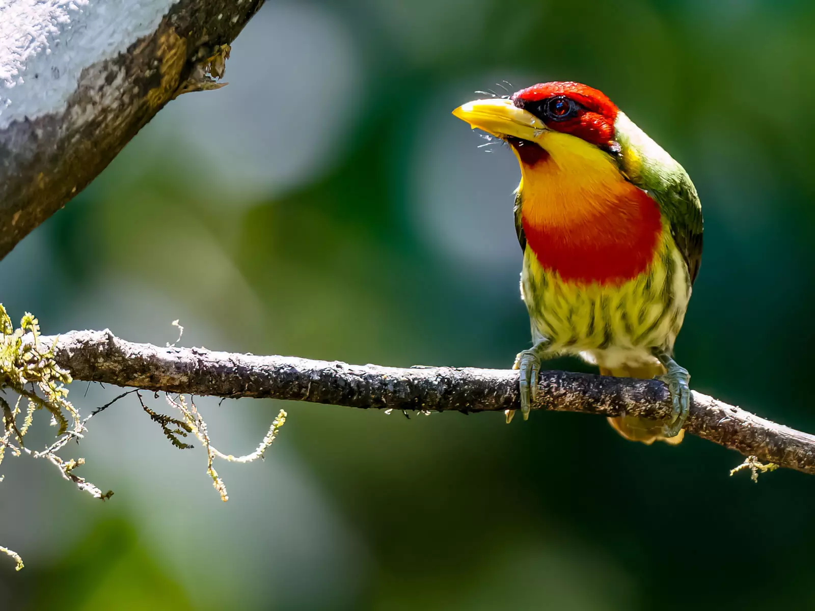 Lemon-throated barbet