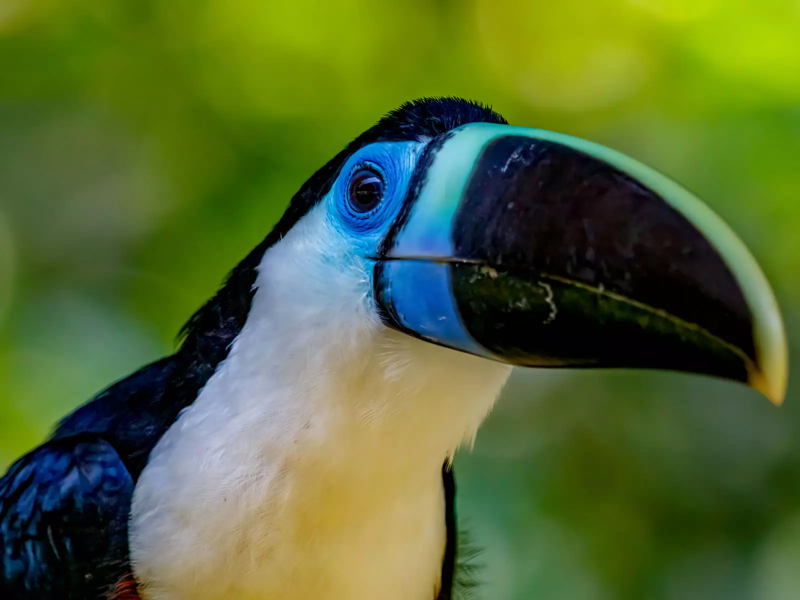 White-throated toucan