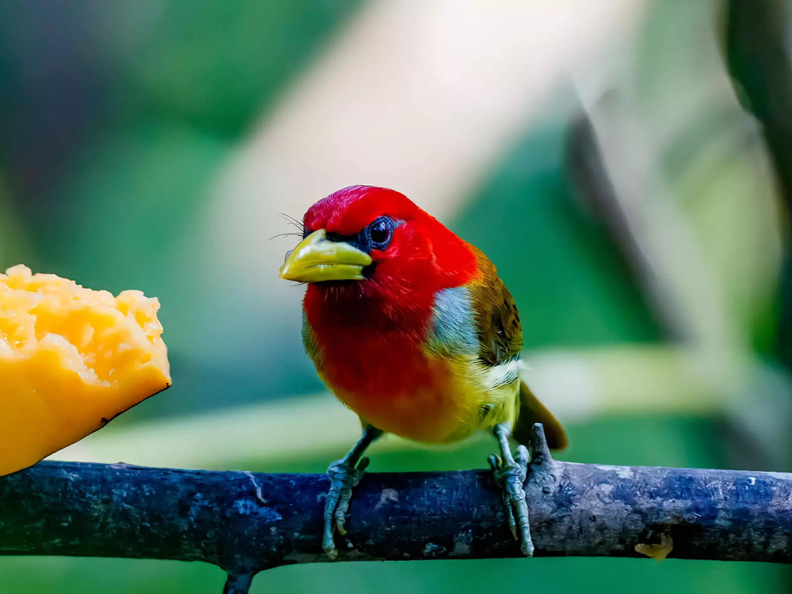 scarlet-hooded barbet