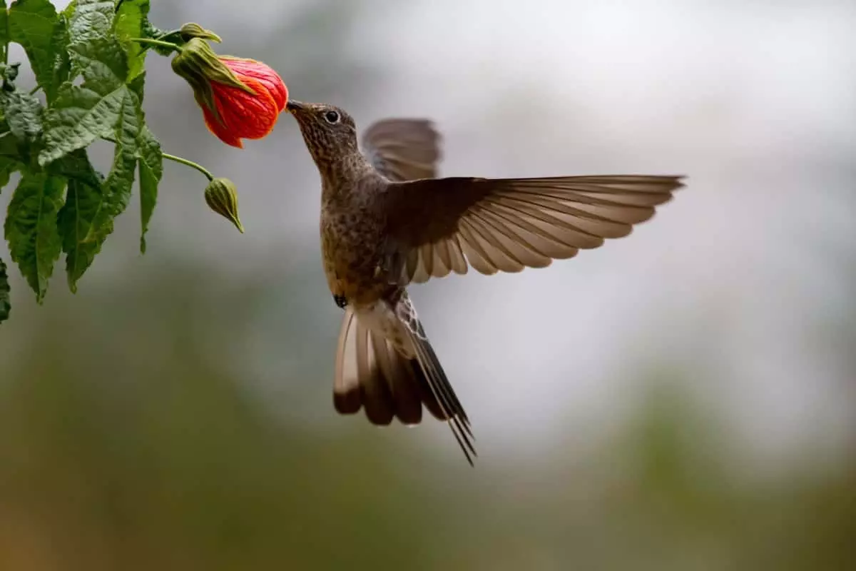 Giant hummingbird