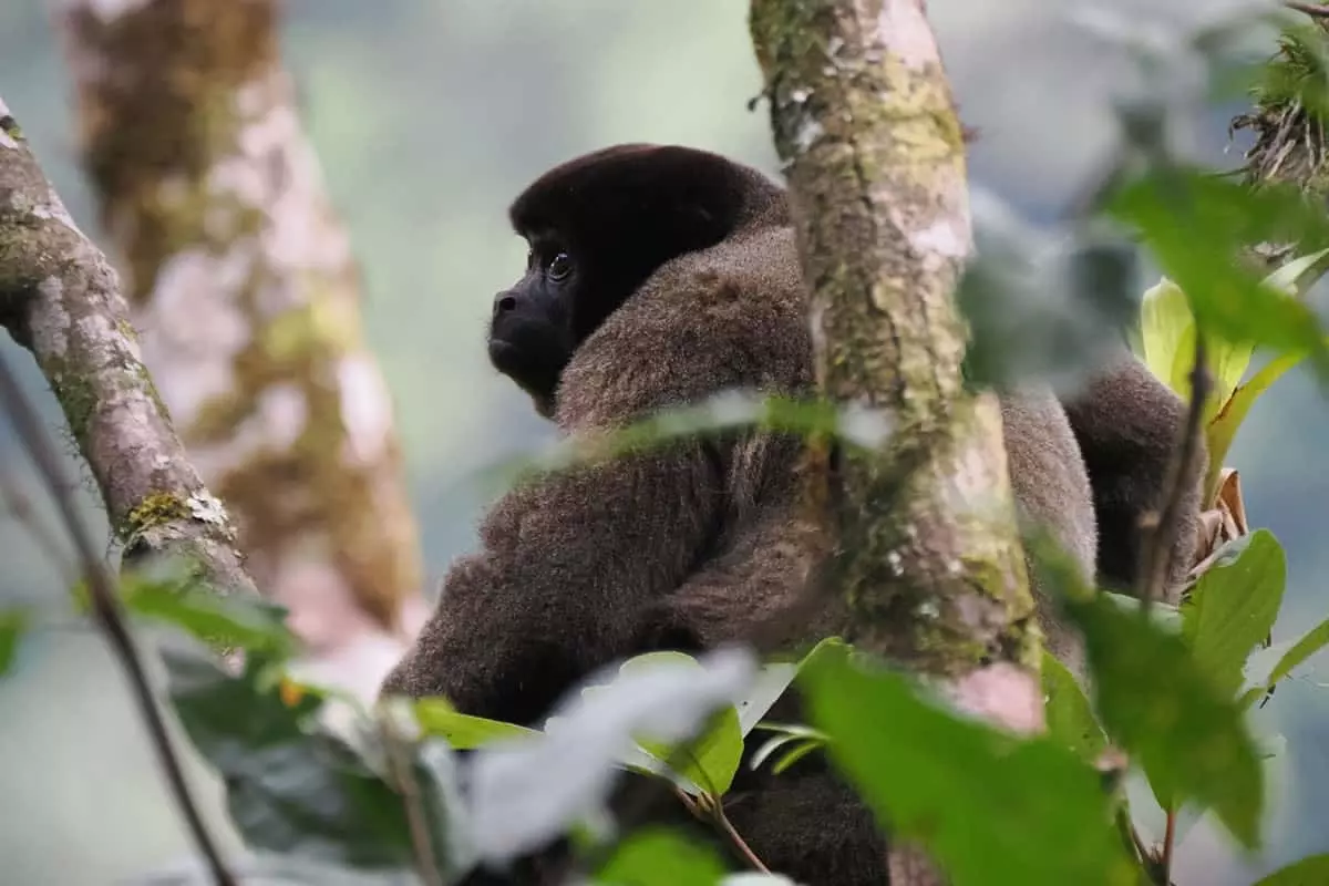 Gray woolly monkey