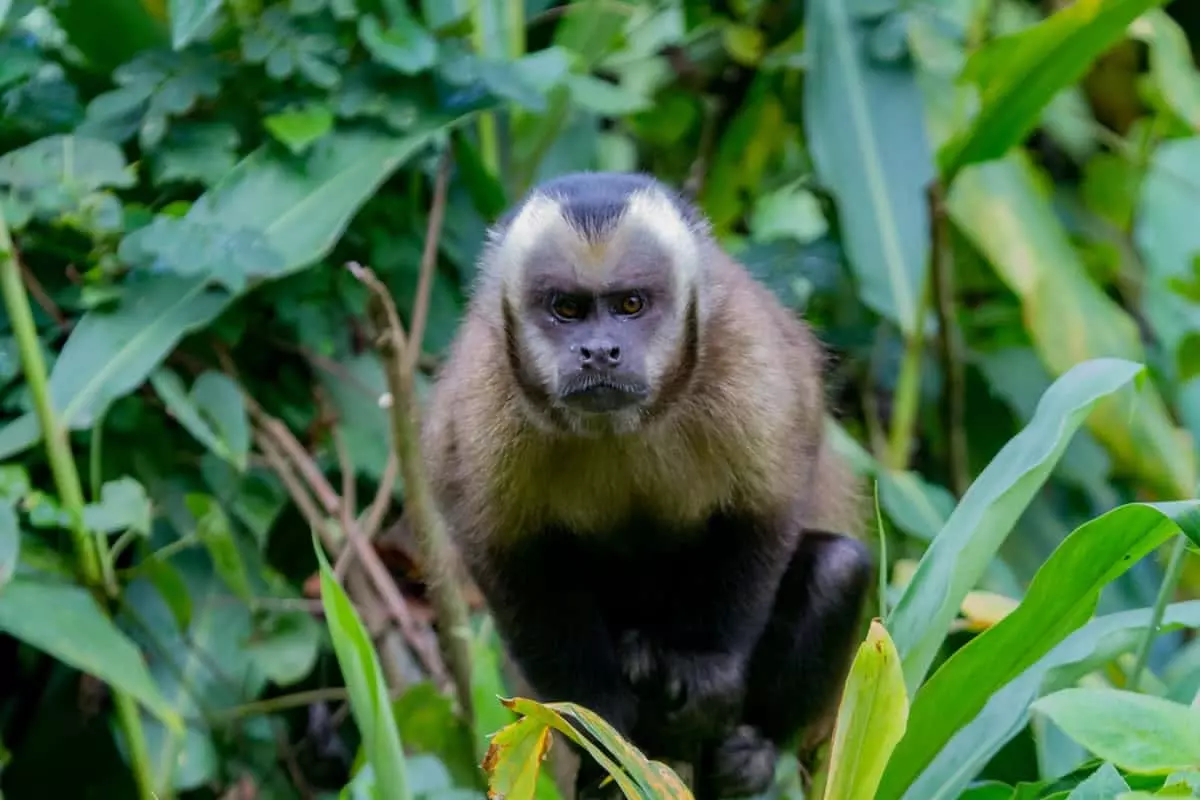 Tufted capuchin