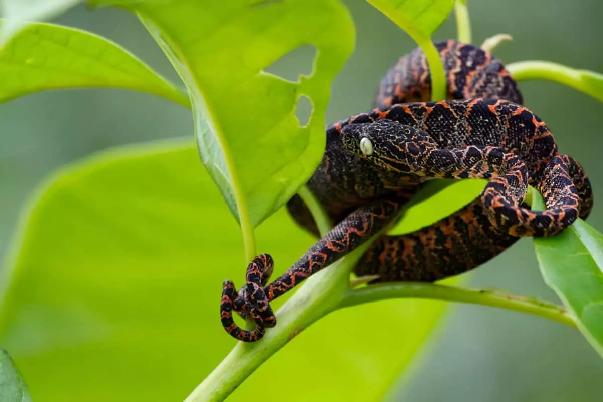 Corallus Hortulana