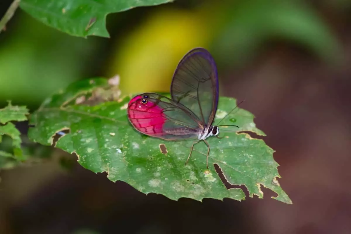 Glasswing butterfly