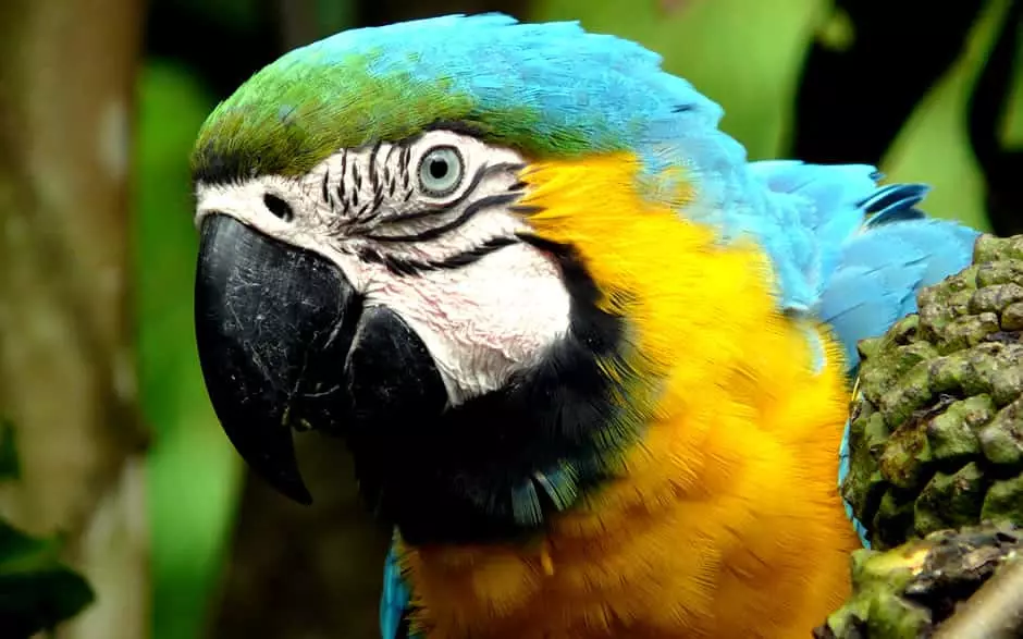 Blue and Yellow Macaw