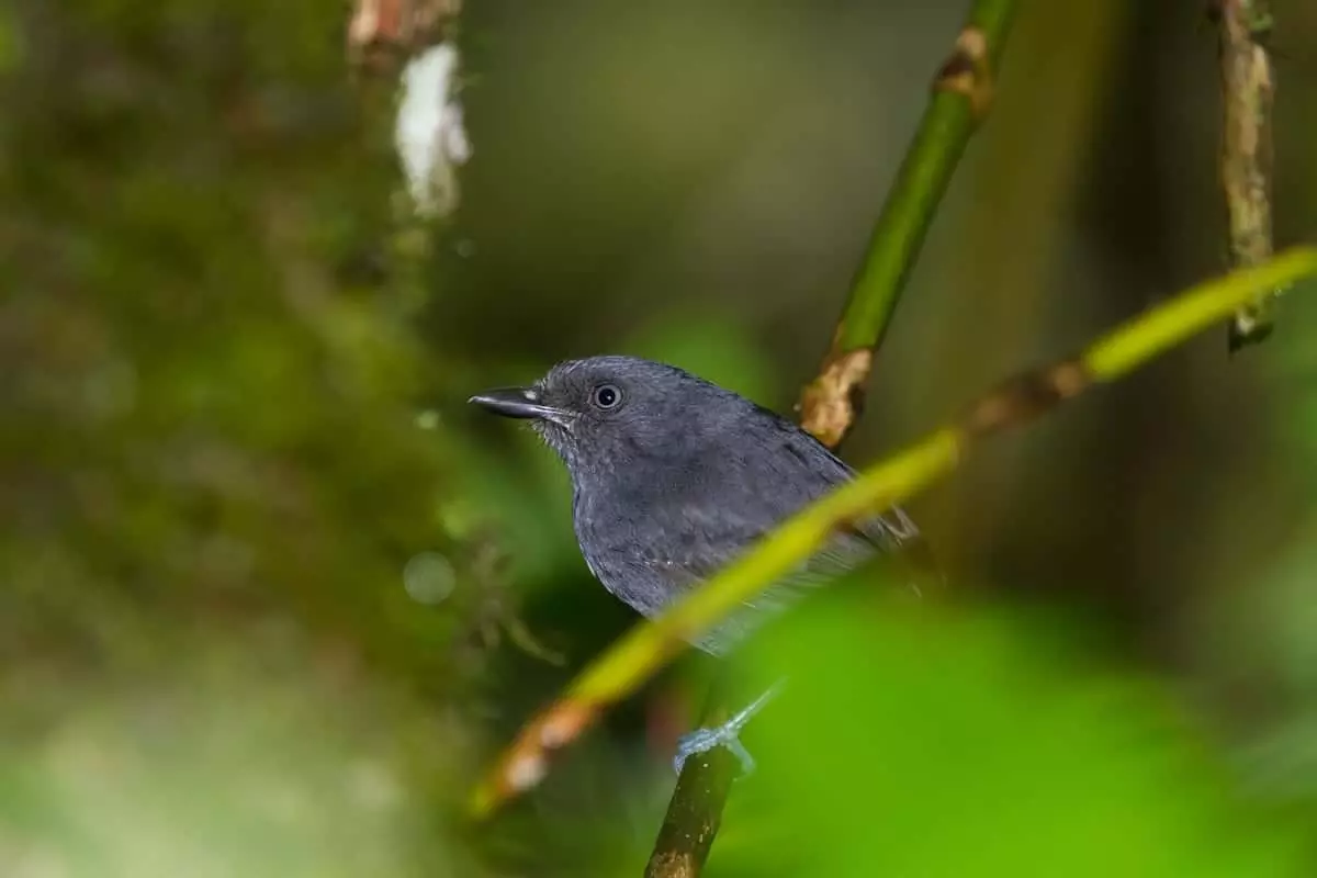 Uniform antshrike