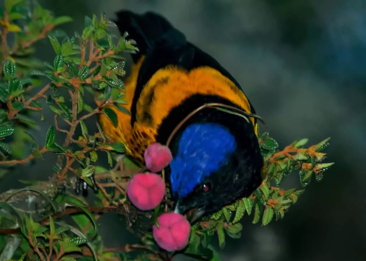 Golden-backed mountain tanager