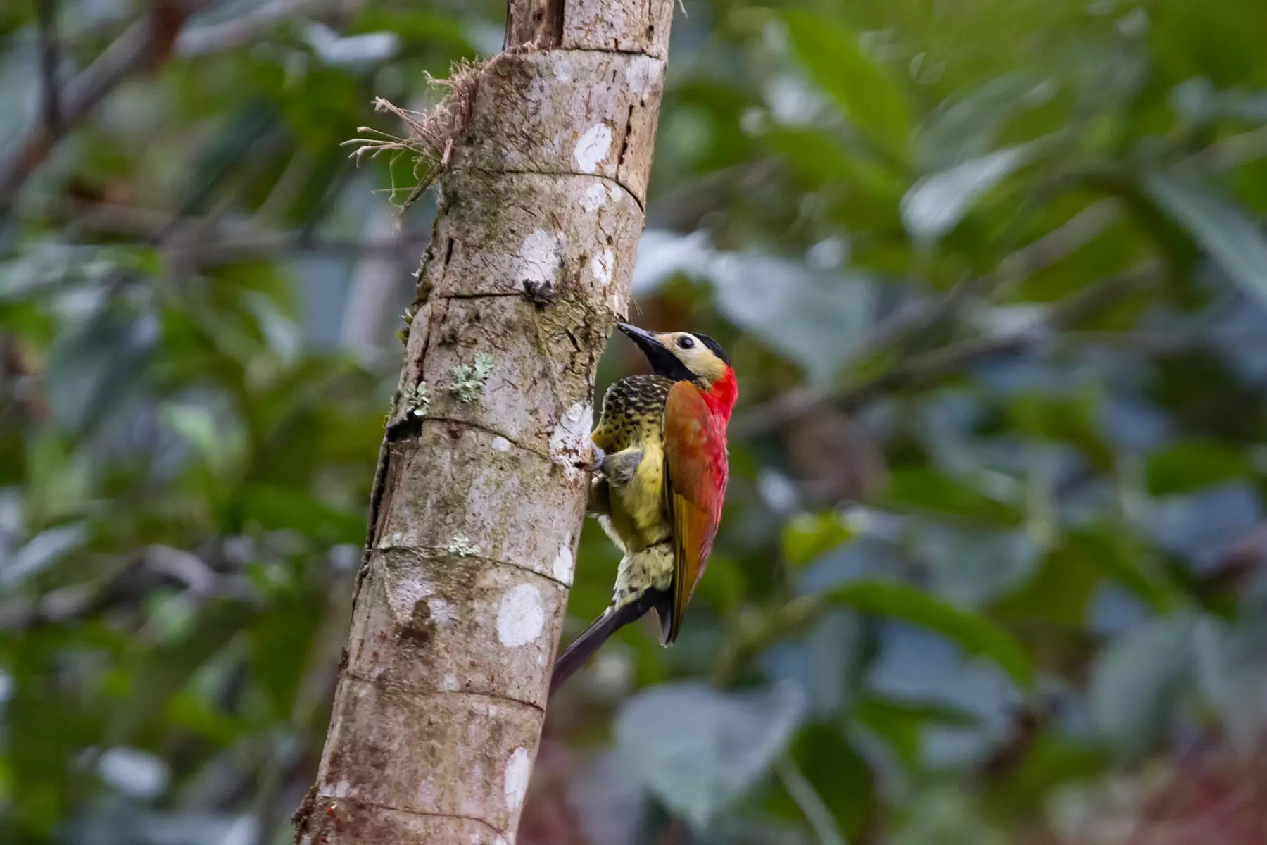 Crimson-mantled woodpecker