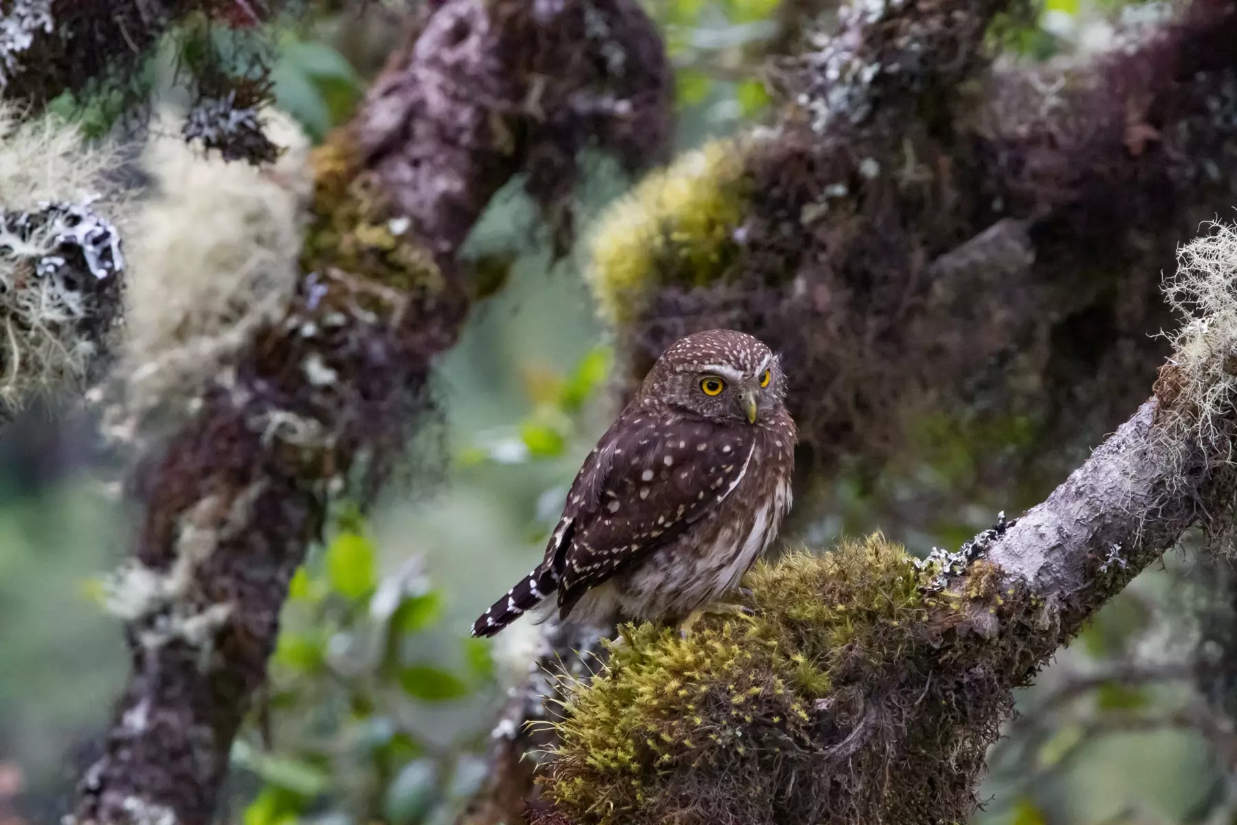 Yungas pygmy owl