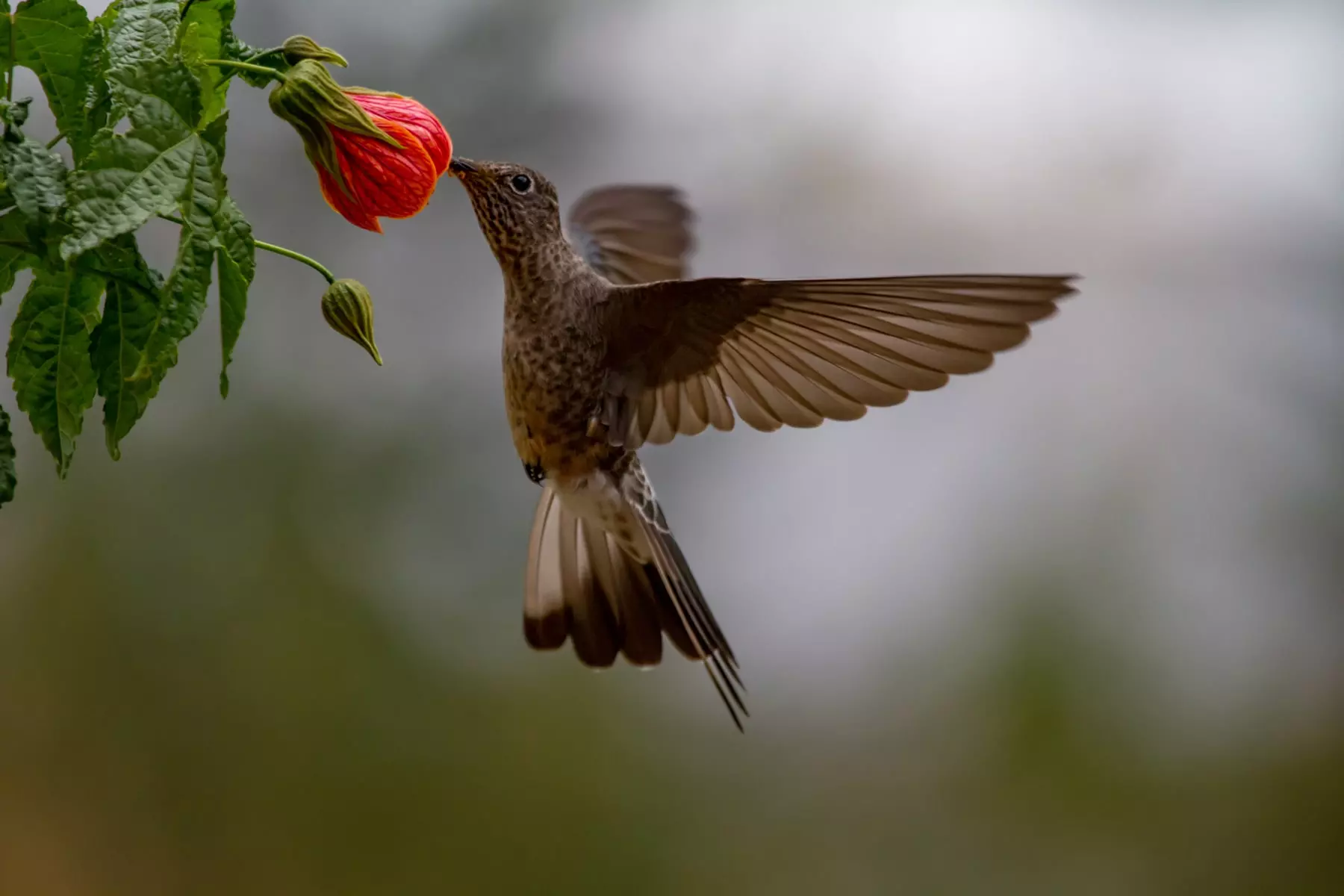 Giant hummingbird