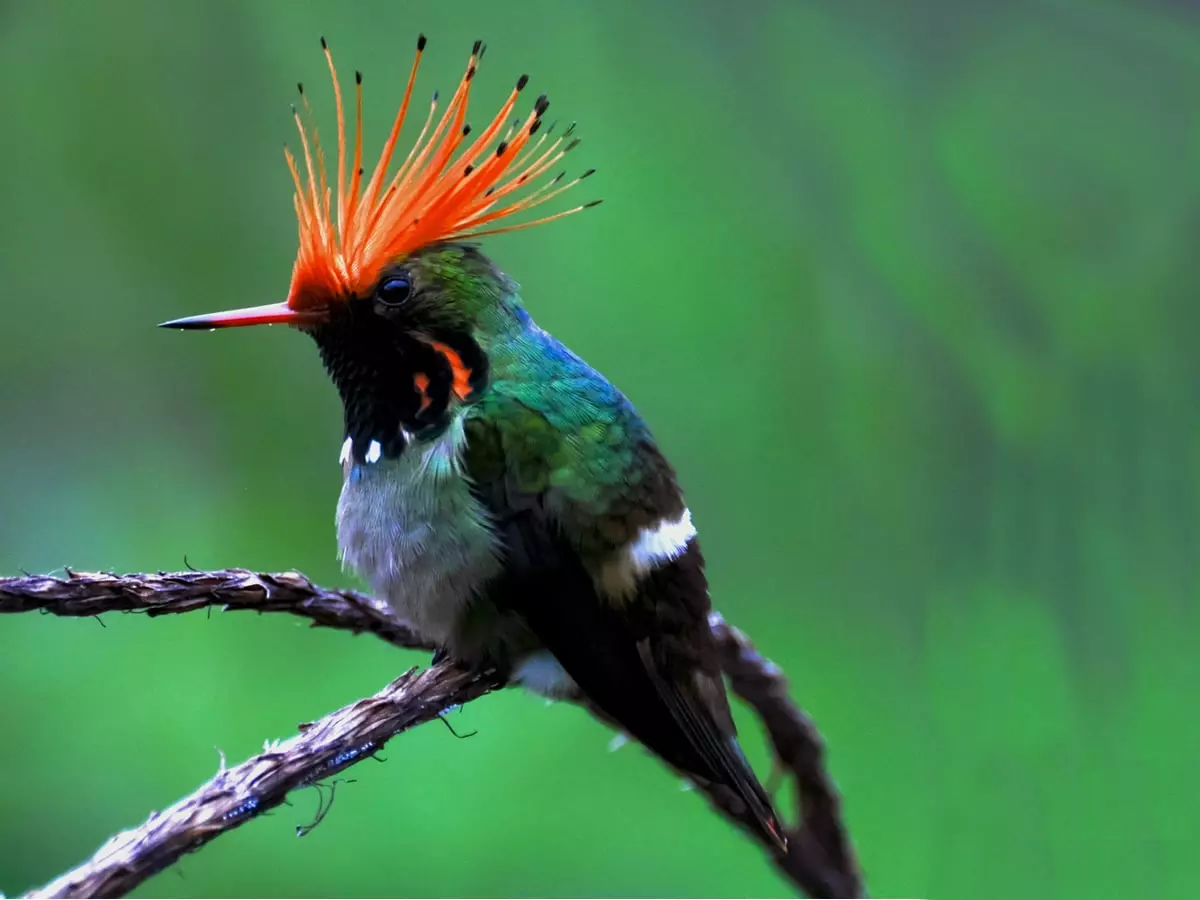 Rufous-crested coquette