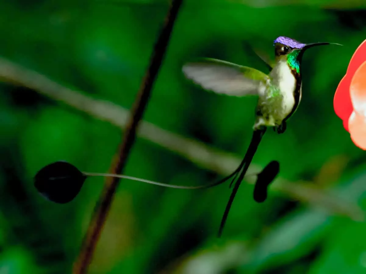 Marvelous spatuletail