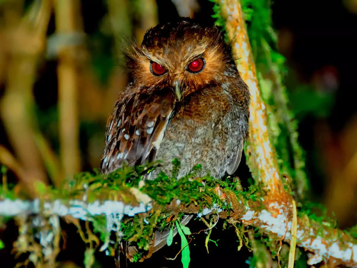 Long-whiskered Owlet