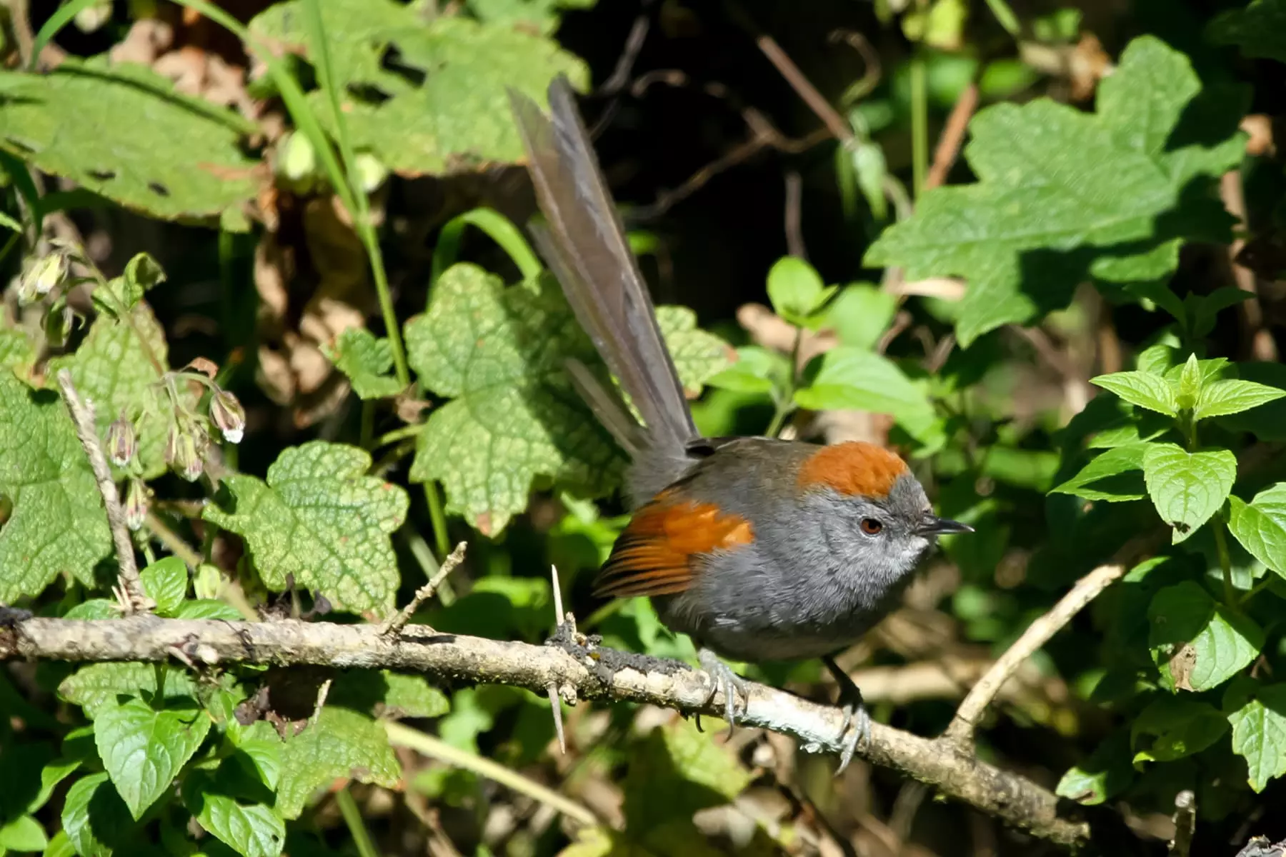 Apurimac spinetail