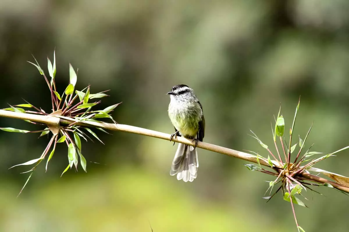 unstreaked tit-tyrant