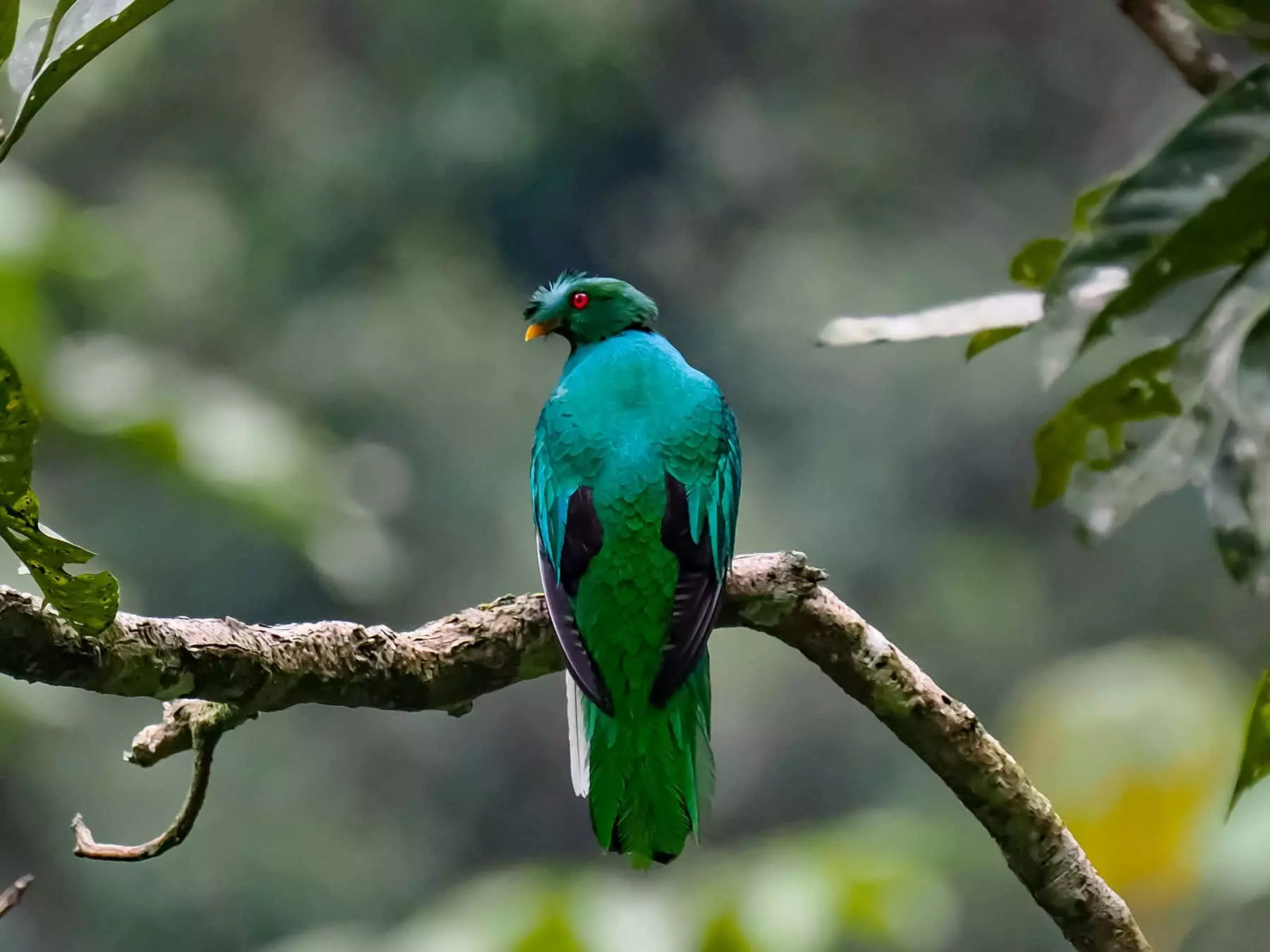 Crested Quetzal